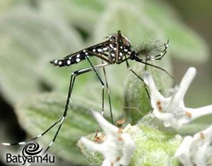 יתוש הטיגריס האסיאני | צילם: אלון עתני