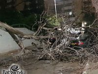עץ שנפל ברחוב ליבורנו | צילום: בני מזרחי