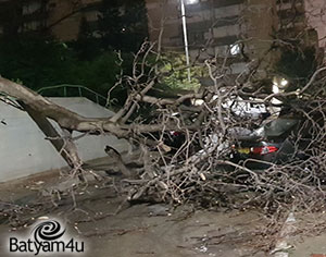 עץ שנפל ברחוב ליבורנו | צילום: בני מזרחי