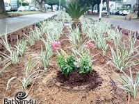 צילום: מחלקת גנים ונוף עיריית בת ים