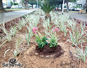 צילום: מחלקת גנים ונוף עיריית בת ים