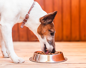 ממה עשוי האוכל של הכלב שלכם?
