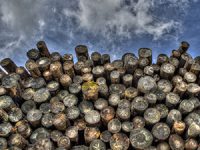 איך לבחור ספק עץ בעיר בלי לעצור את השיפוץ