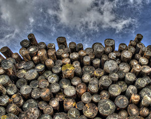 איך לבחור ספק עץ בעיר בלי לעצור את השיפוץ